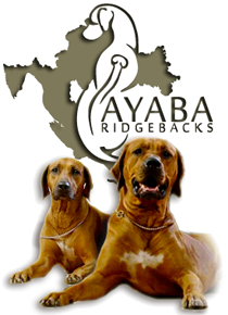 Ayaba Ridgeback